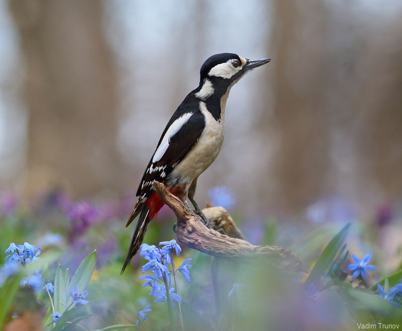 дятел, woodpecker ***photo preview