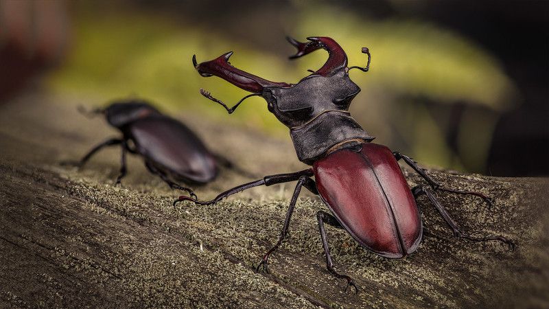 coleoptera, lucanidae, lucanus cervus Пара жука оленяphoto preview