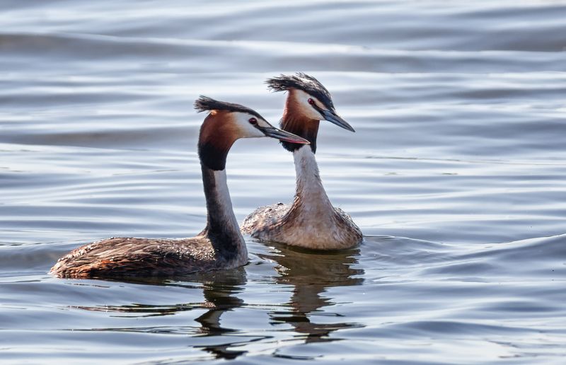 птица, чомга, водоплавающие, Чомга. фото превью