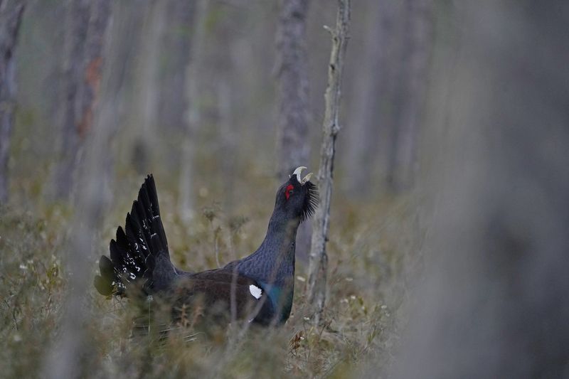 На току фото превью