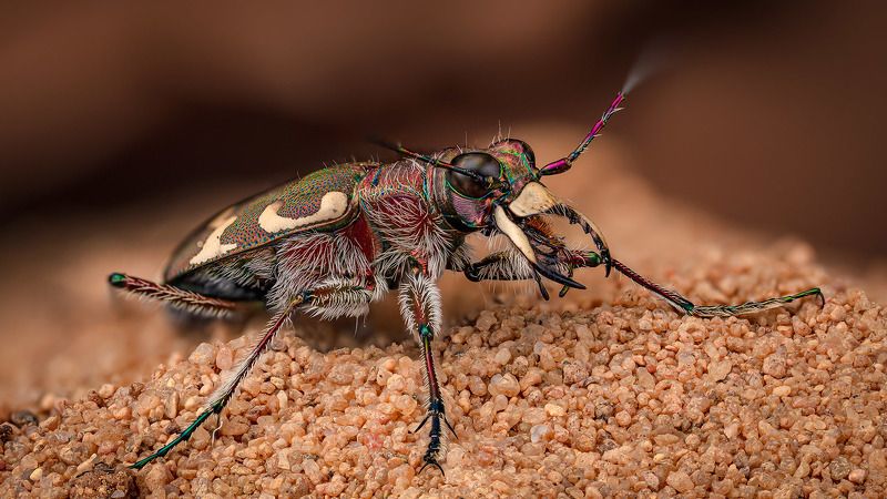 cicindela, hybrida Скакун межнякphoto preview