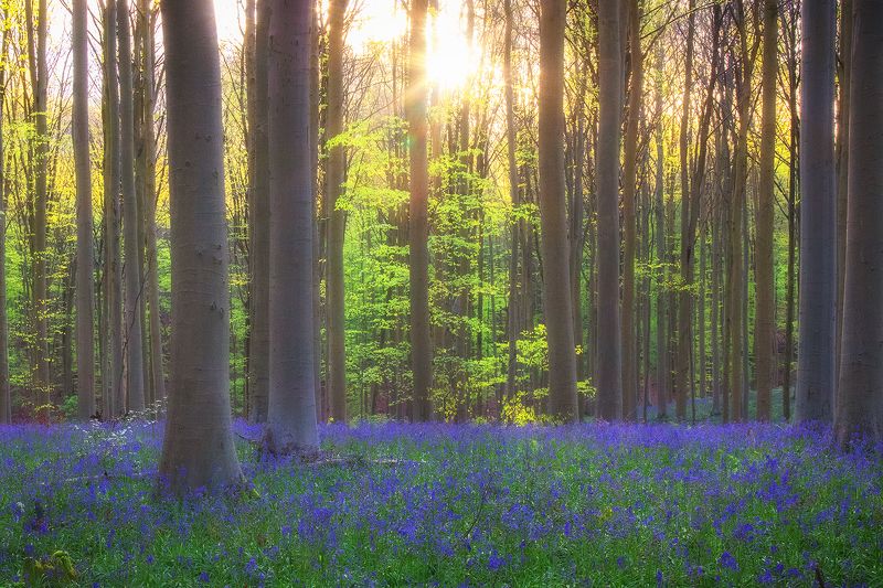 Hallerbosphoto preview