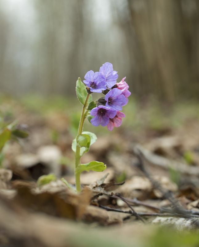 Медуницаphoto preview