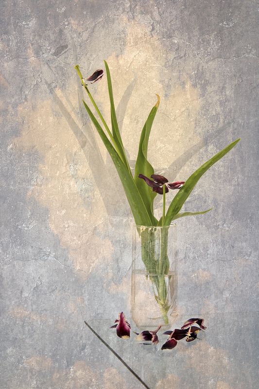 color, colors, concept, conceptual, digital, digital art, editing, flower, flowers, nature, photography, still life, tulip, tulips, Faded Tulipsphoto preview