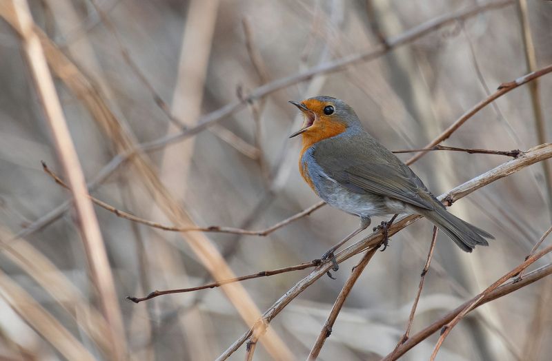 птицы, малиновка, зарянка, фотоохота, природа, весна, лето Весенние запевыphoto preview