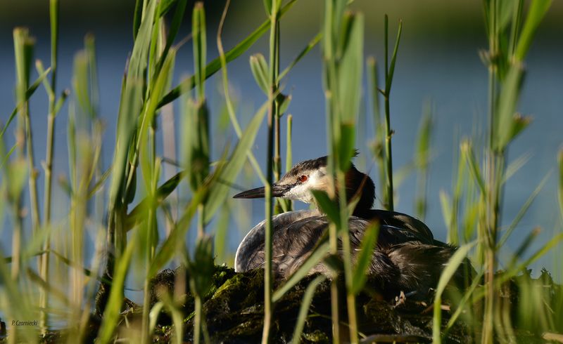grebe, birds, animals, nature, water birds, lake, beautiful photo, nature photo, grebephoto preview