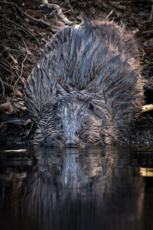 бобёр В отраженииphoto preview