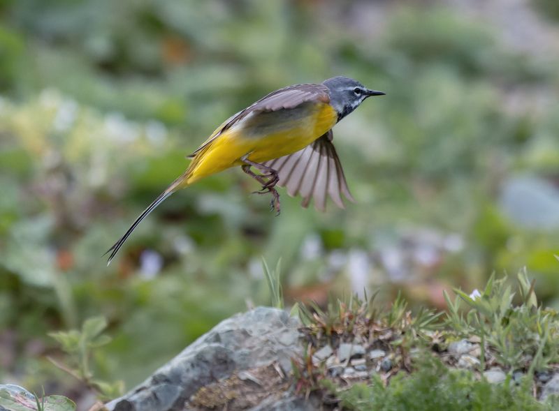 птица, полет, трясогузка Адью! ;)photo preview