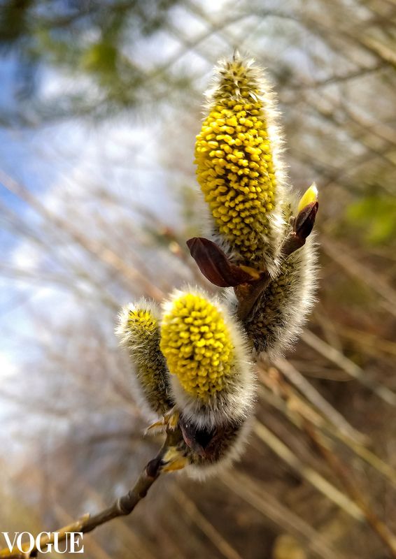 пейзаж, природа, природа сибири, весна, верба, первоцветы, фото на телефон Цветёт вербаphoto preview