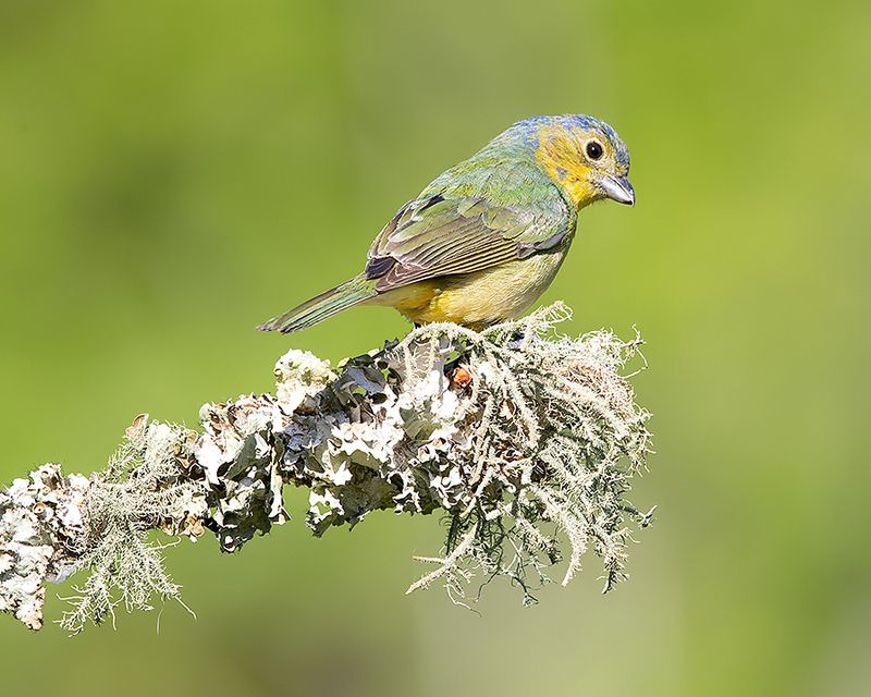 расписной овсянковый кардинал, painted bunting, кардинал,весна Juvenile, Painted Bunting -  Расписной овсянковый кардинал, молодойphoto preview