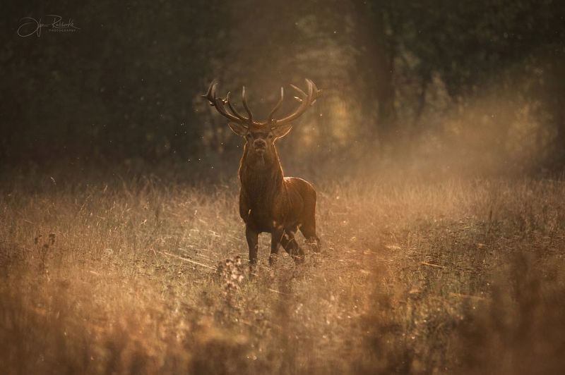 олень, deer, гон, беларусь, красный бор Осенние встречи фото превью