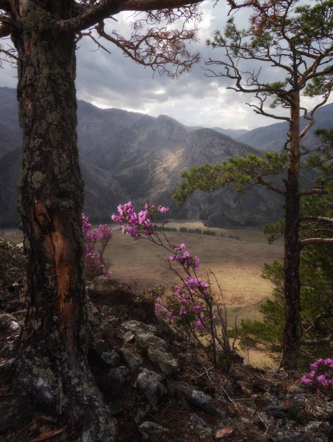 Среди камней и сосен. Автор: Рубан Алена алтай, горный алтай, республика алтай, маральник, цветение маральника, весенний алтай, пейзажи алтая, рододендрон ледебура, сибирская сакура, весенний пейзаж, горы, сосны, Рубан Алена