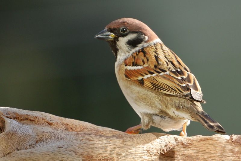 Полевой воробейphoto preview