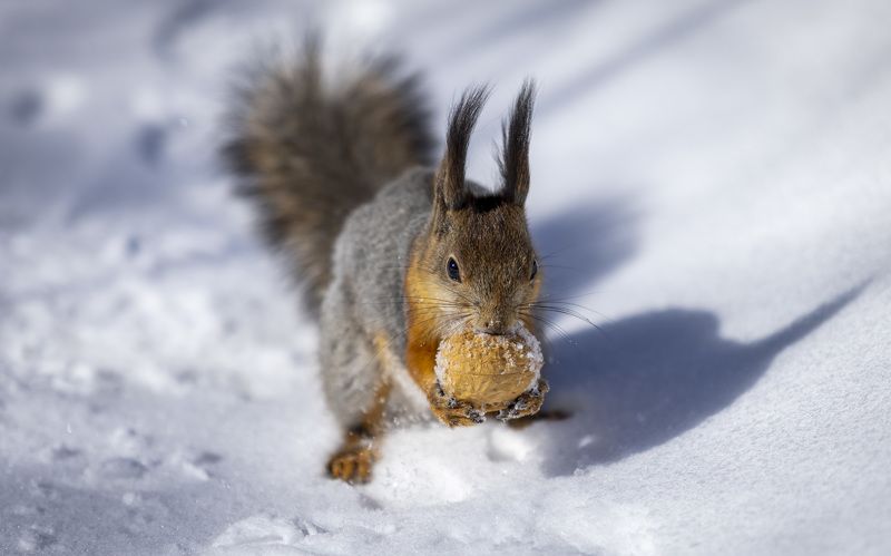 Добыча фото превью