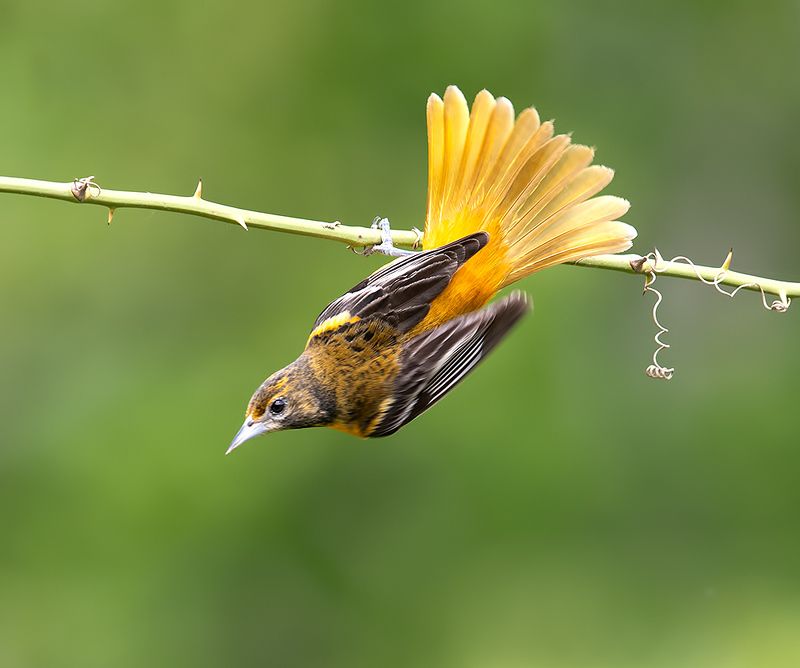 трупиал, baltimore oriole, oriole, весна, иволга Baltimore Oriole - Балтиморская Иволгаphoto preview