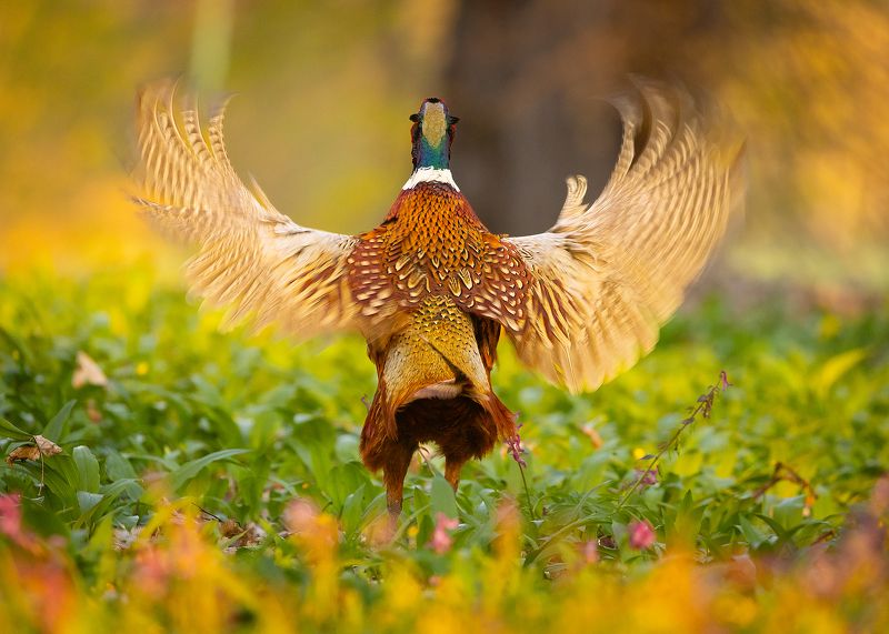 Pheasantphoto preview