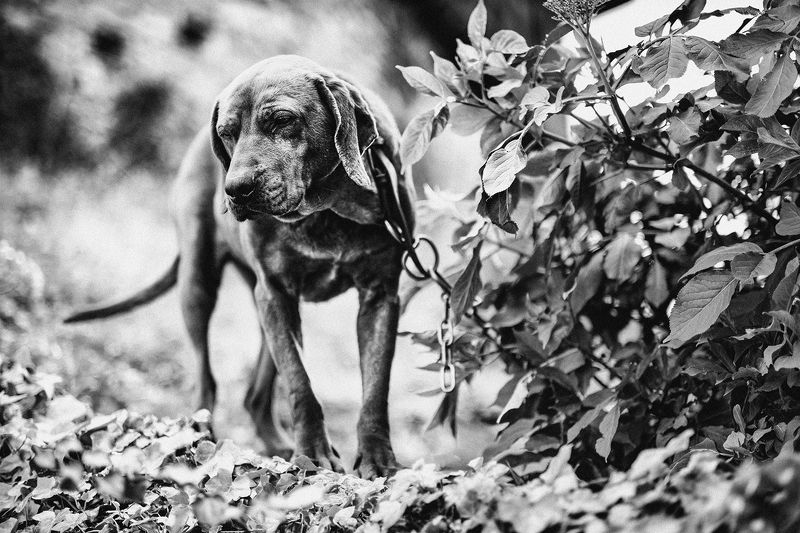 dog, собака ***photo preview