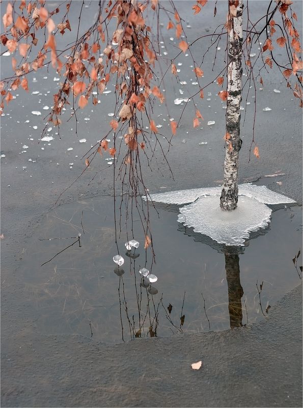 весна, апрель, лёд, ствол, листья, льдинки, Апрельphoto preview