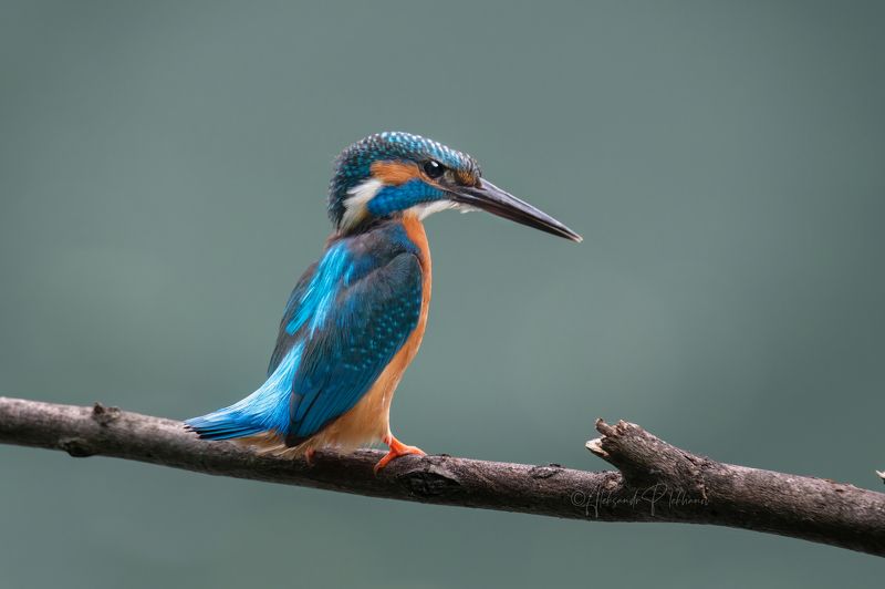 kingfisher Kingfisherphoto preview