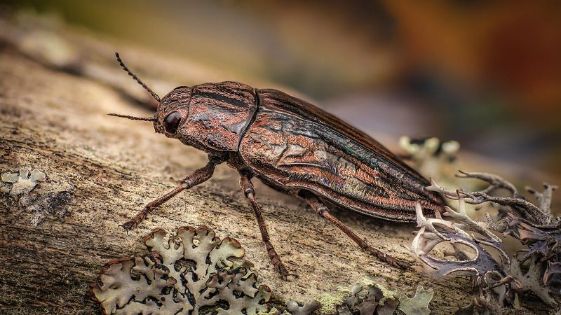 chalcophora, mariana Большая сосновая златкаphoto preview