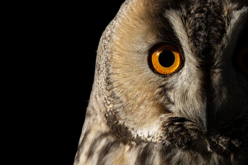 Long-eared Owlphoto preview