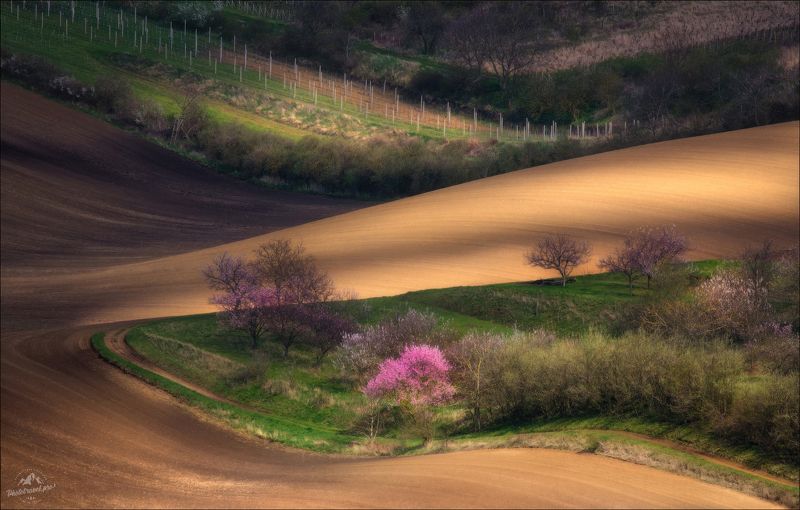 чехия, южная моравия, фототур, фототуры 2024, Гармония весныphoto preview