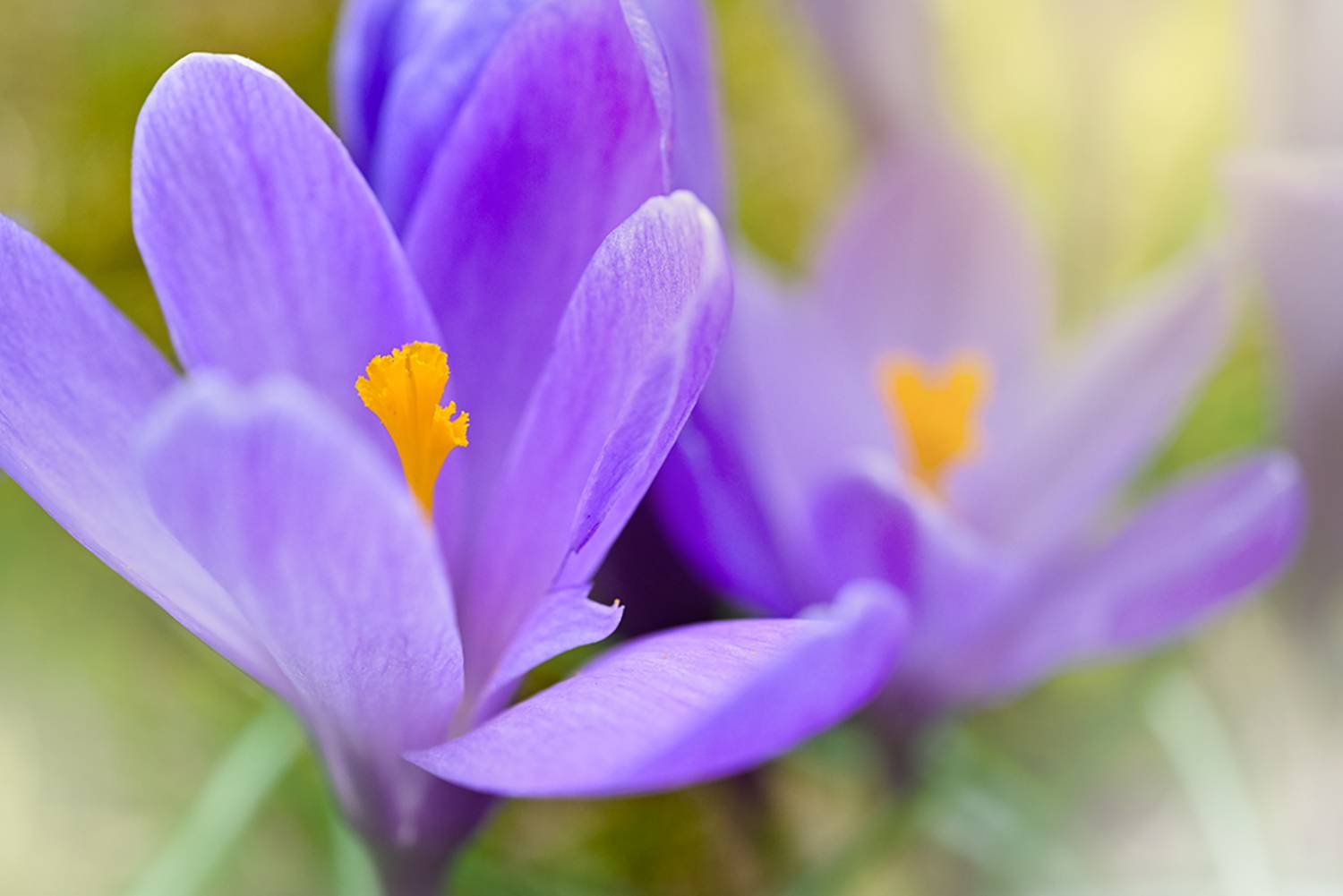 , Калёв Сергей