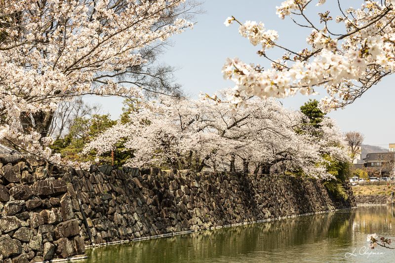 Japan, Matsumoto - Cherry Blossomphoto preview