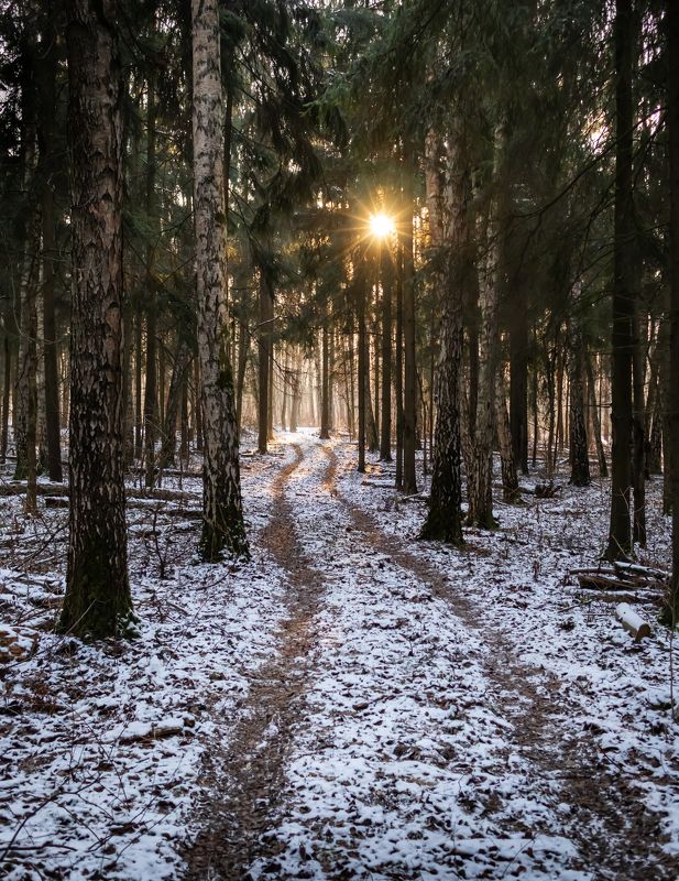 лосиный остров, нд, подмосковная мозаика Возвращение снегаphoto preview