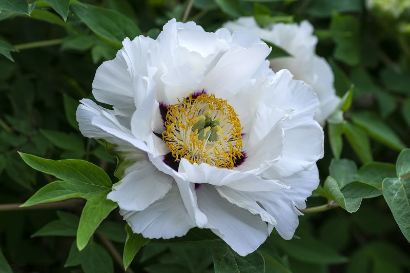 природа, весна, цветы, пионы, древовидный пион, белый пион Время пионов...photo preview