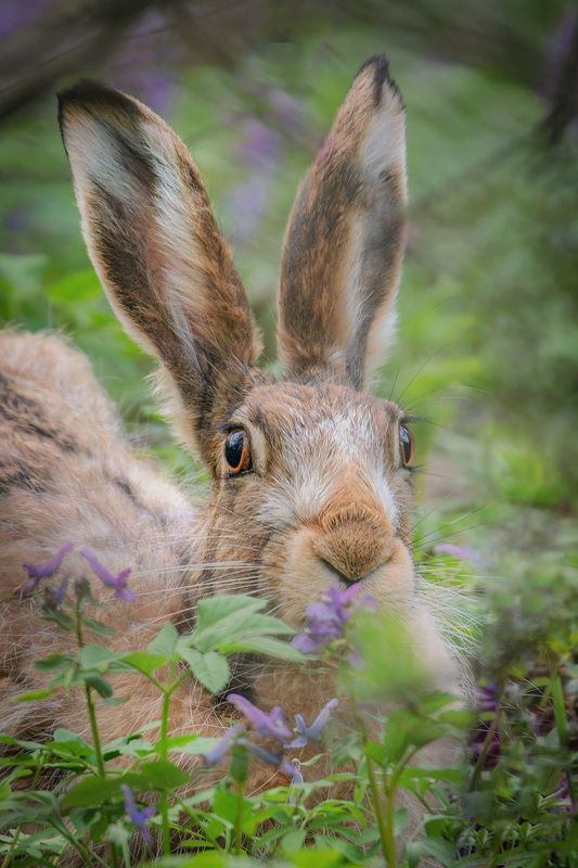 заяц, заяц русак, русак Заяц Русак в цветах Хохлаткиphoto preview