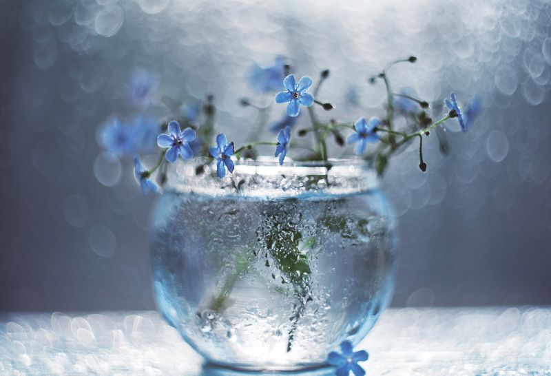 Незабудкиphoto preview