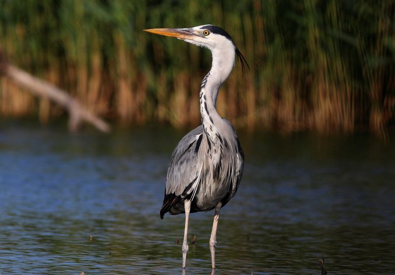серая цапля, цапля, ardea cinerea, grey heron, heron, куршская коса, куршский залив Модницаphoto preview