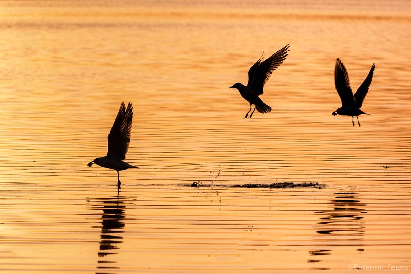 птицы, чайки, озеро, закат Кто успел, тот и съелphoto preview