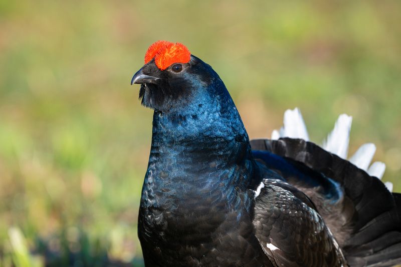 Тетеревиный токphoto preview