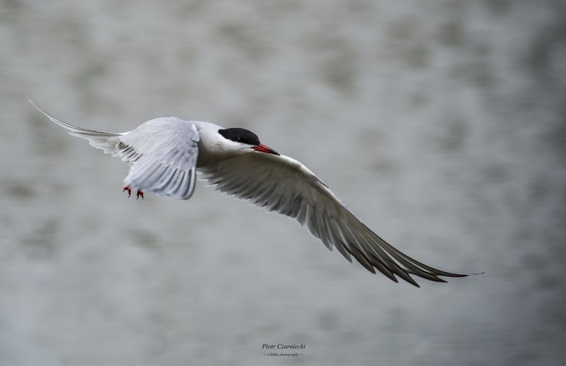 terns, birds, water birds, animals, nature, nature photography, beautiful photo, nikon ternsphoto preview