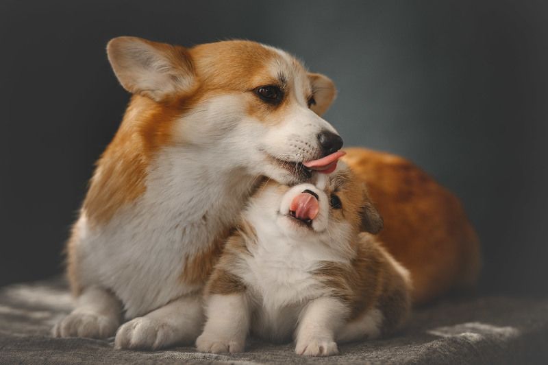 Мамин пупсикphoto preview