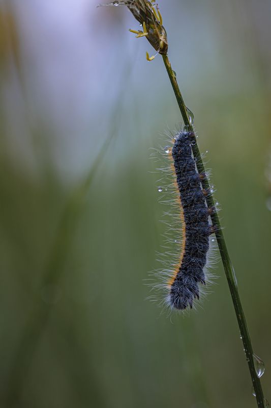 Утренняя гусеница photo preview
