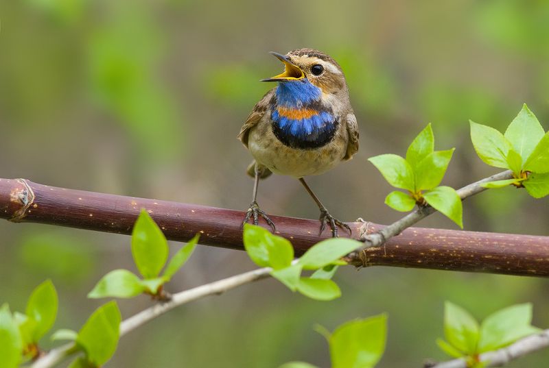 варакушка,самец,песня,весна Весна - время песенphoto preview