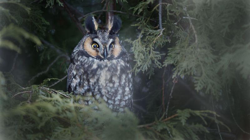 Окно в спальнюphoto preview