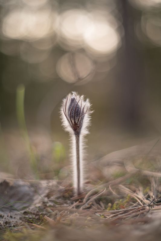 цветы сон трава прострел весна Прострелы фото превью
