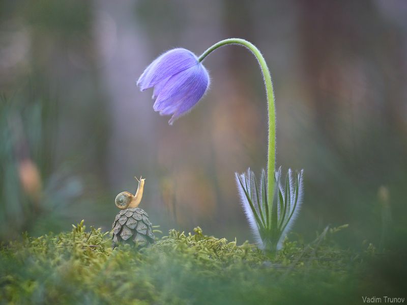 сон-трава, улитка, snail Улитки тоже видят сны фото превью