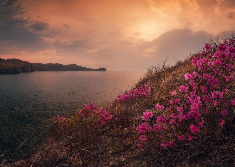 утро, море photo preview