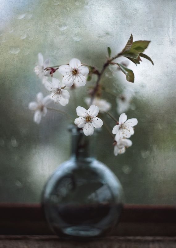 Вишня цвететphoto preview