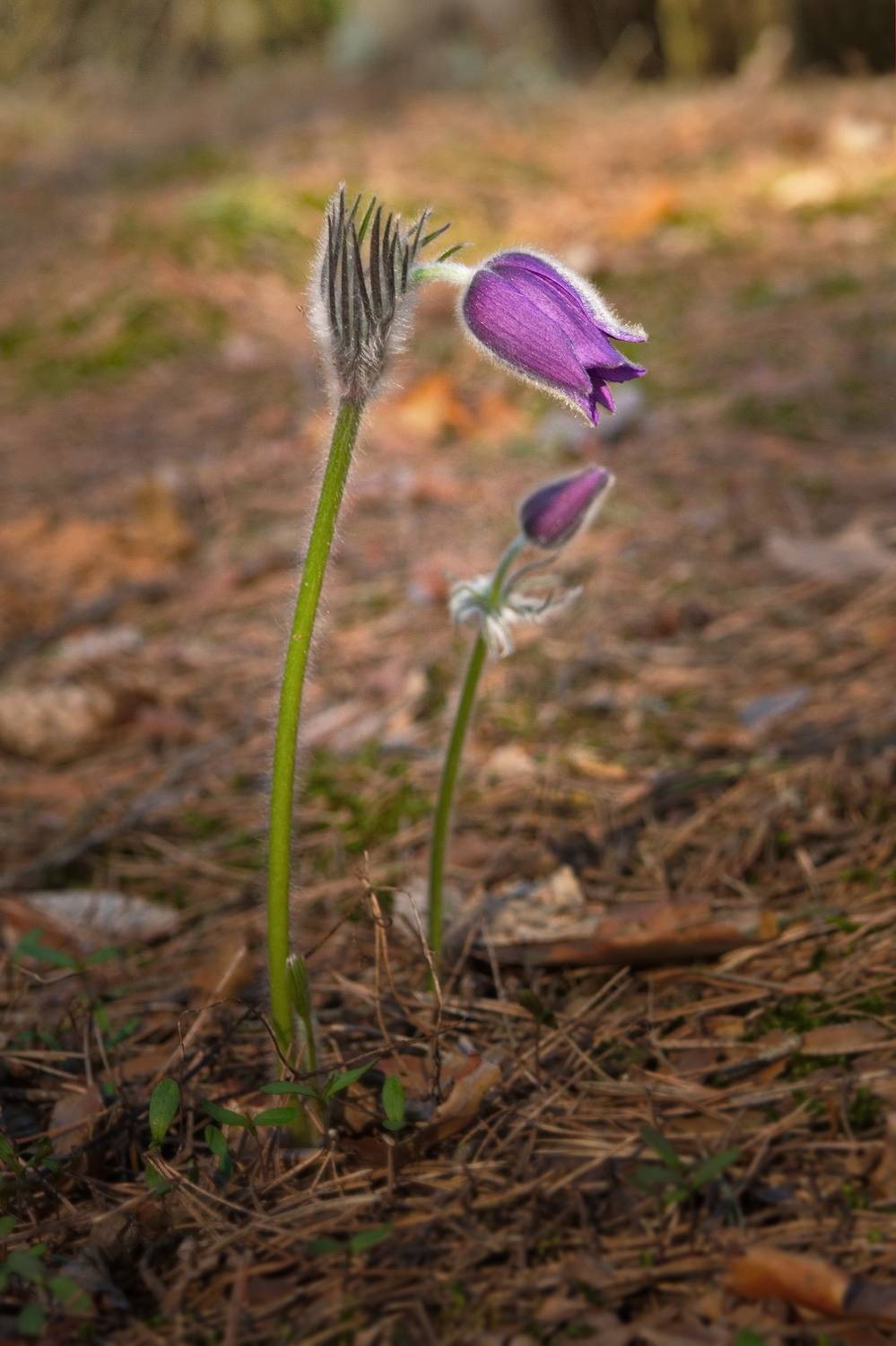 цветы, весна, сон-трава, Виктор Гурков