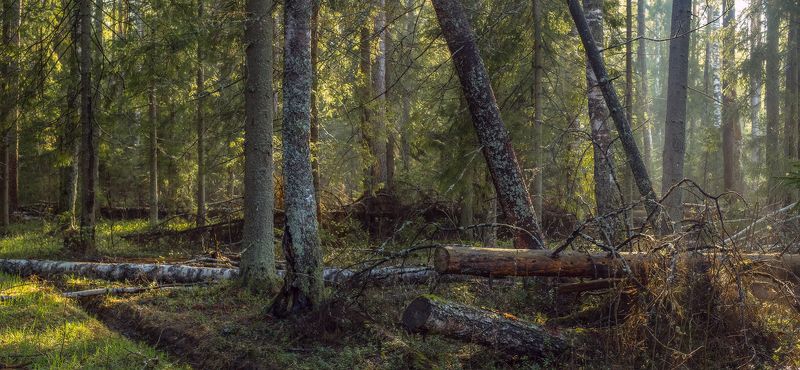 лес туман весна бурелом Лес после дождяphoto preview