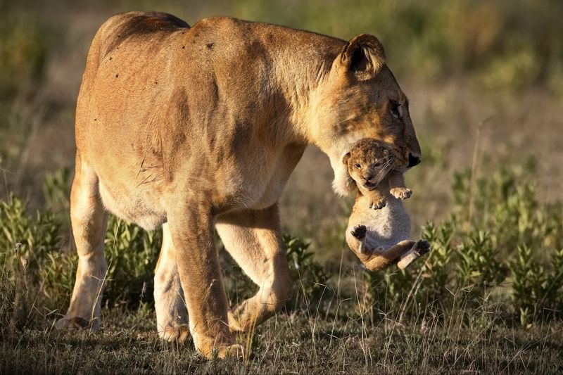 Танзанийская мозаикаphoto preview