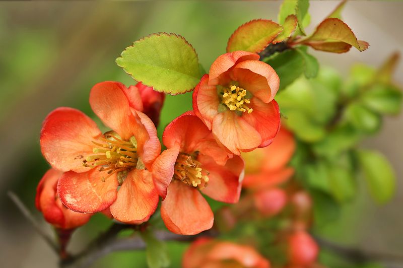 весна, цветы, айва Цветы айвыphoto preview