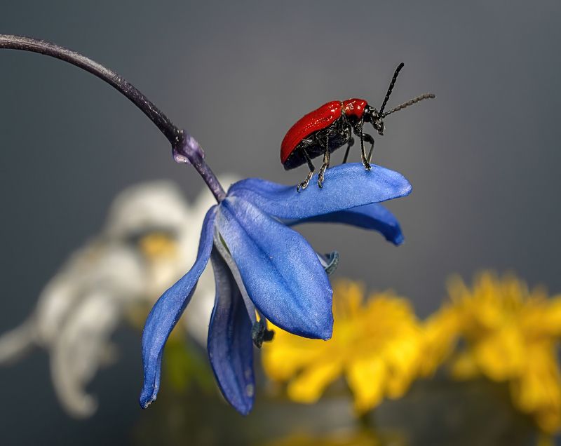Трещалка лилейнаяphoto preview