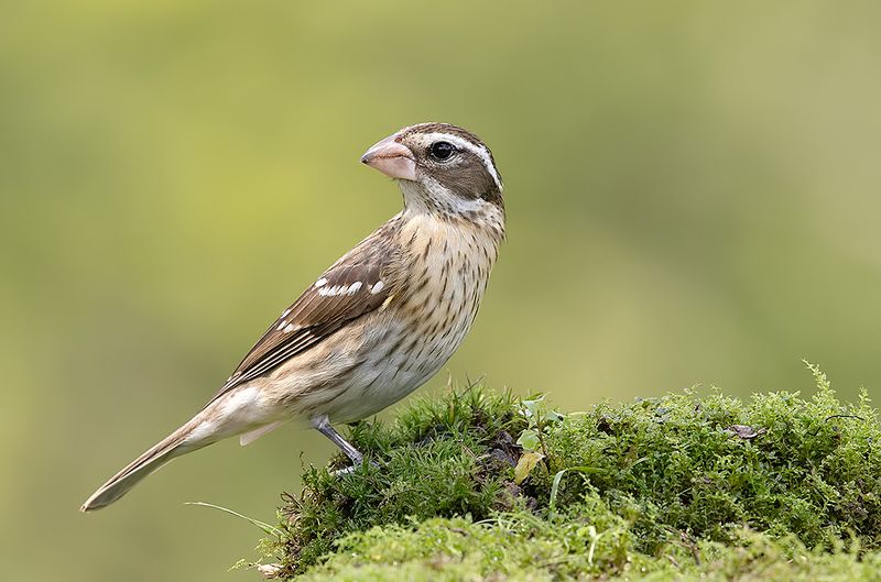 rose-breasted grosbeak, красногрудый дубоносовый кардинал, кардинал, весна Female, Rose-breasted Grosbeak -   Cамка, Красногрудый дубоносовый кардиналphoto preview